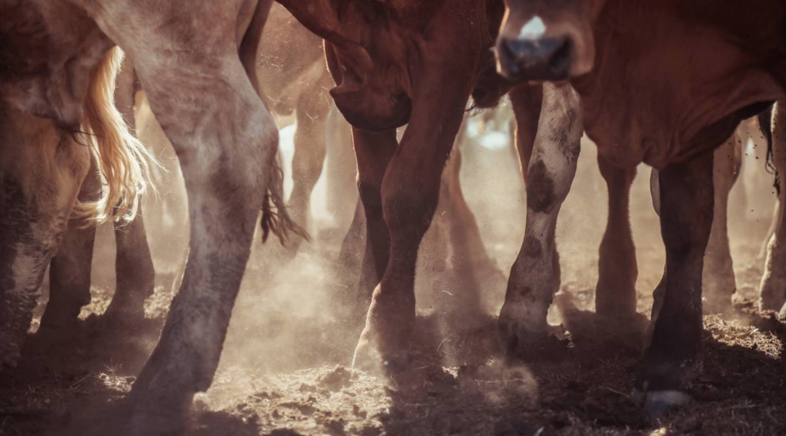 Big red meat levy payers put forward new industry reform plan Hancock